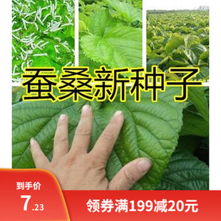 大叶桑树种子四季桑葚果种子农桑14号强桑1号养蚕桑树种种子