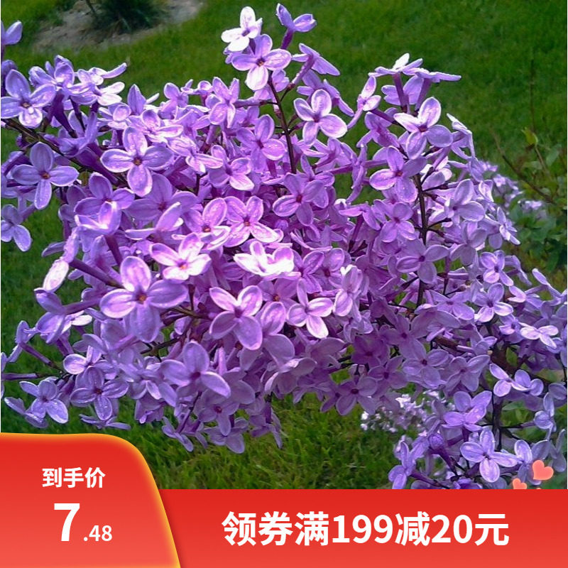 紫丁香种子 丁香树种子耐寒树种  白丁香小叶暴马丁香花种子包邮 - 实物图