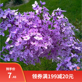 紫丁香种子 丁香树种子耐寒树种  白丁香小叶暴马丁香花种子包邮