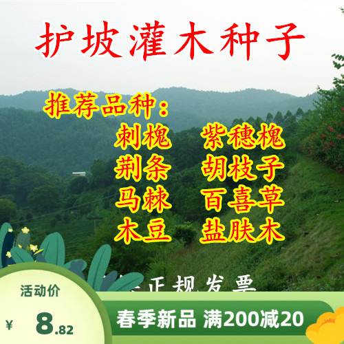 护坡灌木种子胡枝子紫穗槐小冠花荆条猪屎豆刺槐籽银合欢灌木种子
