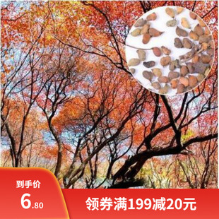 新采花种子/黄栌种子/烟树种子/花卉/彩叶树种子 林木种子风景树