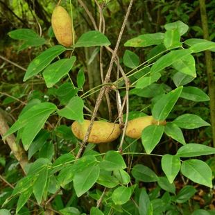 正宗野生八月瓜种子三叶木通八月炸根八月瓜三叶拿藤八月楂中药材