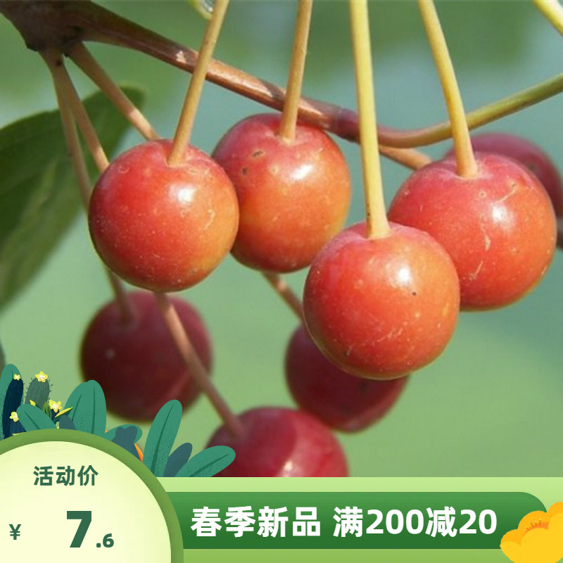 山丁子种子 山定种籽甜茶种子 山荆子嫁接树种子砧木种子原生海棠