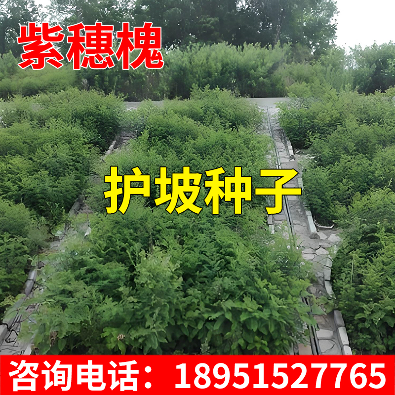 护坡种子紫穗槐猪屎豆银