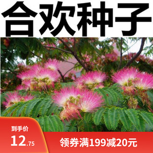 新采合欢种子 合欢树种子红花合欢 山合欢种子 金合欢银合欢包邮