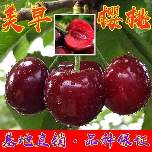 嫁接樱桃树盆方栽苗栽阳台庭院种植智利车厘子当年结果南北地种植