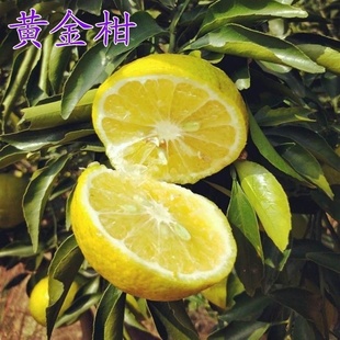 柑桔树苗橘子 黄金果桔柑子树苗可盆树地栽当年结果   黄果栽果苗