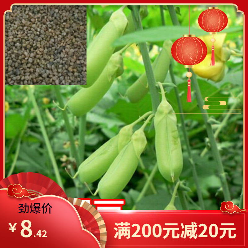 灌木系列猪屎豆种子椭圆叶猪屎豆护坡绿化包邮新种子林木种子