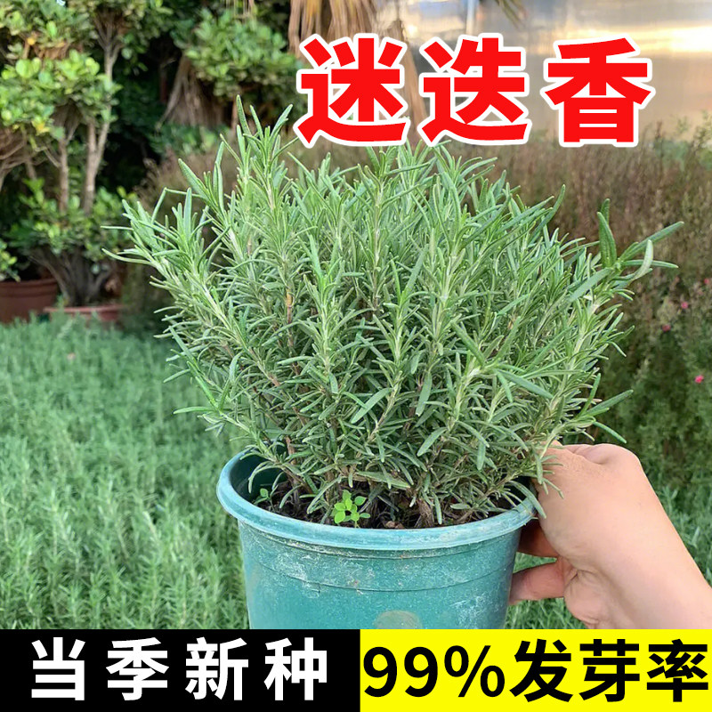 迷迭香盆栽薄荷罗勒紫苏阳台庭院种植可食用香料耐寒植物四季包邮