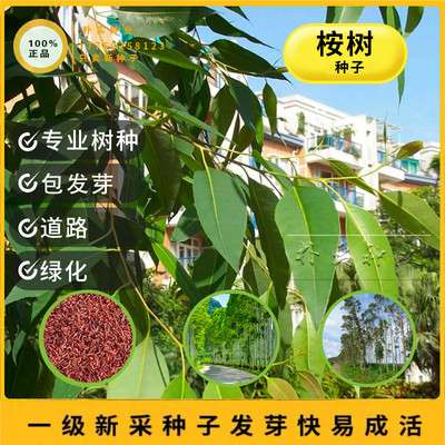 桉树种子尾叶巨桉蓝桉杏仁桉澳大利亚大小叶桉速生桉树尤加利树籽