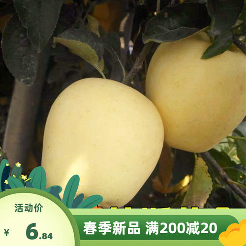 维纳斯黄金苹果树苗奶油富士南方北方烟台盆栽地栽种植果树苗木