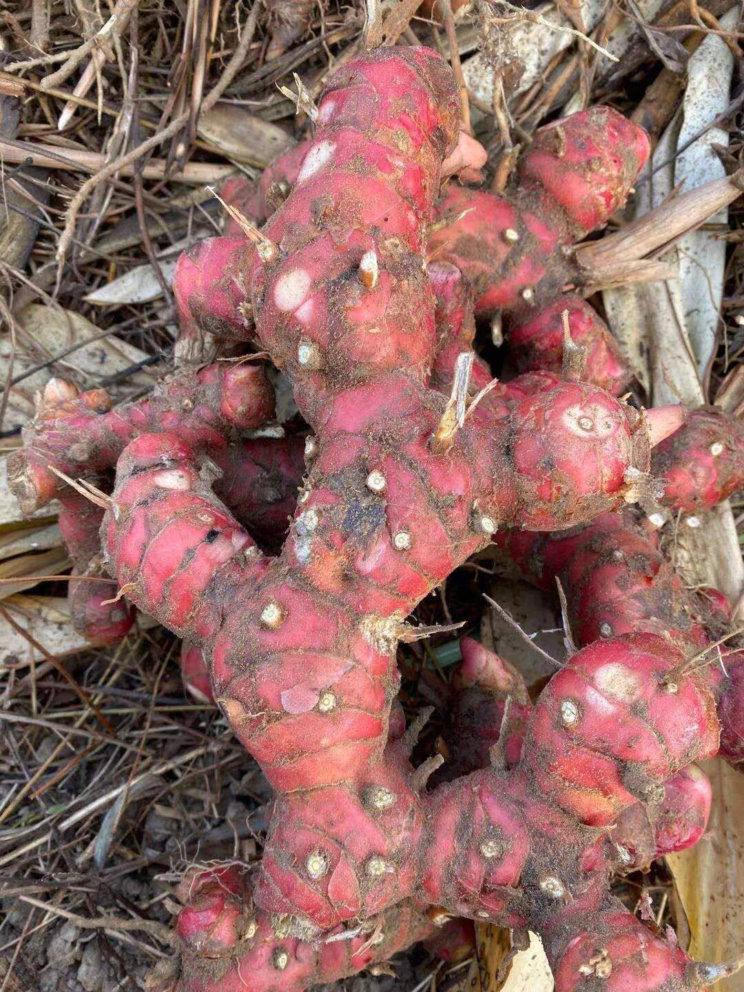 精选大块南姜红色3年姜 靓姜新鲜山姜潮汕南姜红色黄色随机发