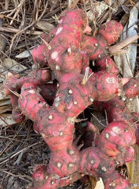 精选大块南姜红色3年姜 靓姜新鲜山姜潮汕南姜红色黄色随机发