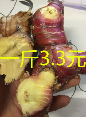 南姜新鲜潮汕老姜山姜头火锅底料