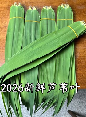 粽叶新鲜粽子叶大号正宗芦苇叶包粽子专用特大号野生老式粽子叶