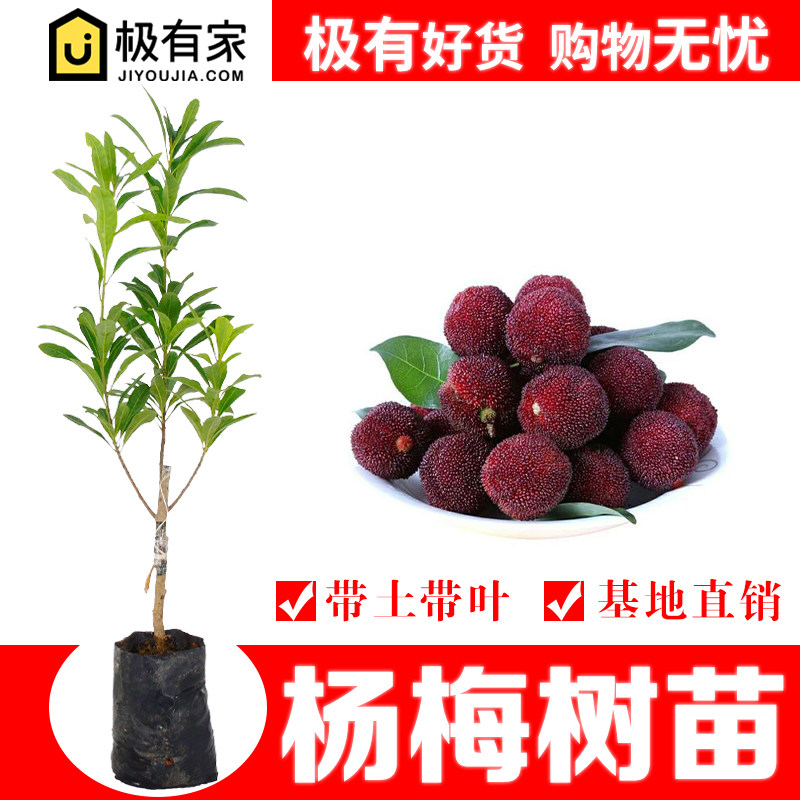 杨梅苗树苗嫁接早熟六月红仙居东魁荸荠杨梅苗南方种植果树苗地栽在类目 鲜花速递/花卉仿真/绿植园艺, 花园植物/行道树/果树, 果树中 - 来自Buy2taobao.com提供专业的淘宝代购服务
