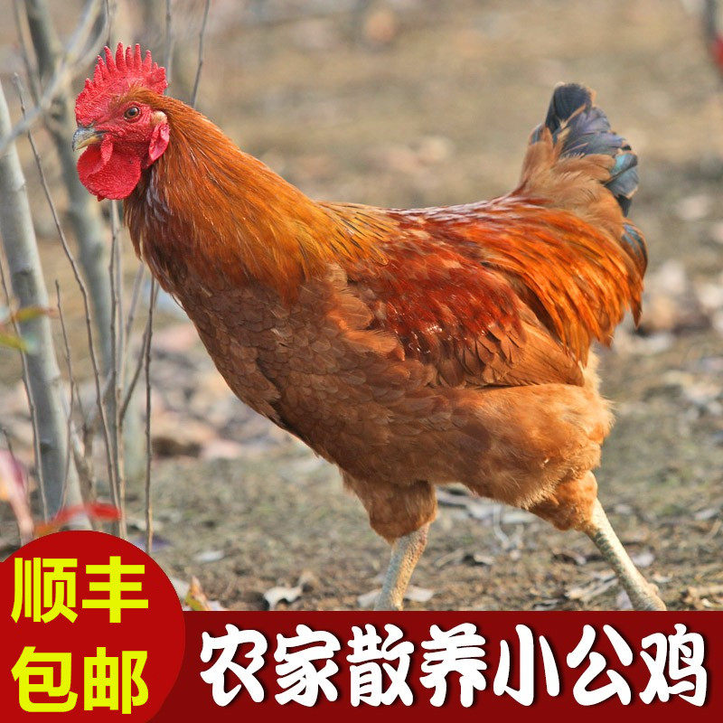 苏北正宗农家散养小公鸡大公鸡土鸡走地鸡现杀鸡肉 杀后1000g每只