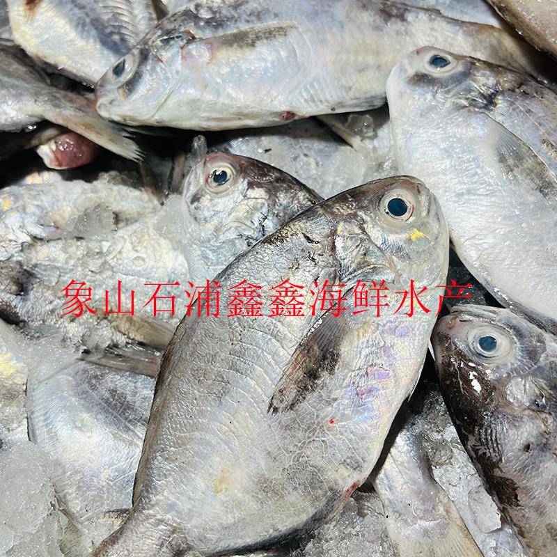 【顺丰发货】东海海捕肉鲳鱼新鲜肉鱼南鲳鱼冷冻宝宝辅食鱼速冻发