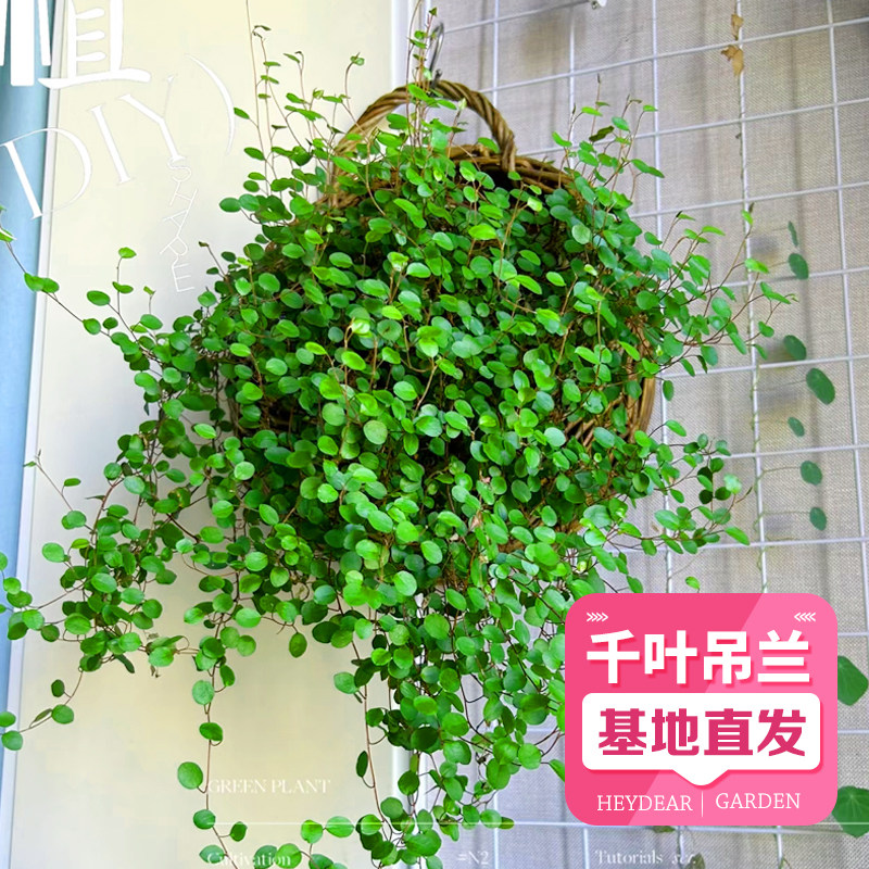 千叶吊兰盆栽观叶植物绿植图片