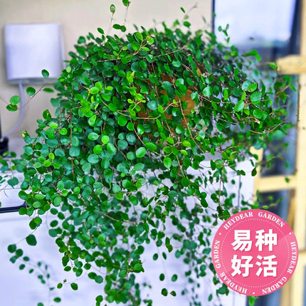 千叶吊兰盆栽室内阳台植物多年生垂吊四季常青百万心垂高级感