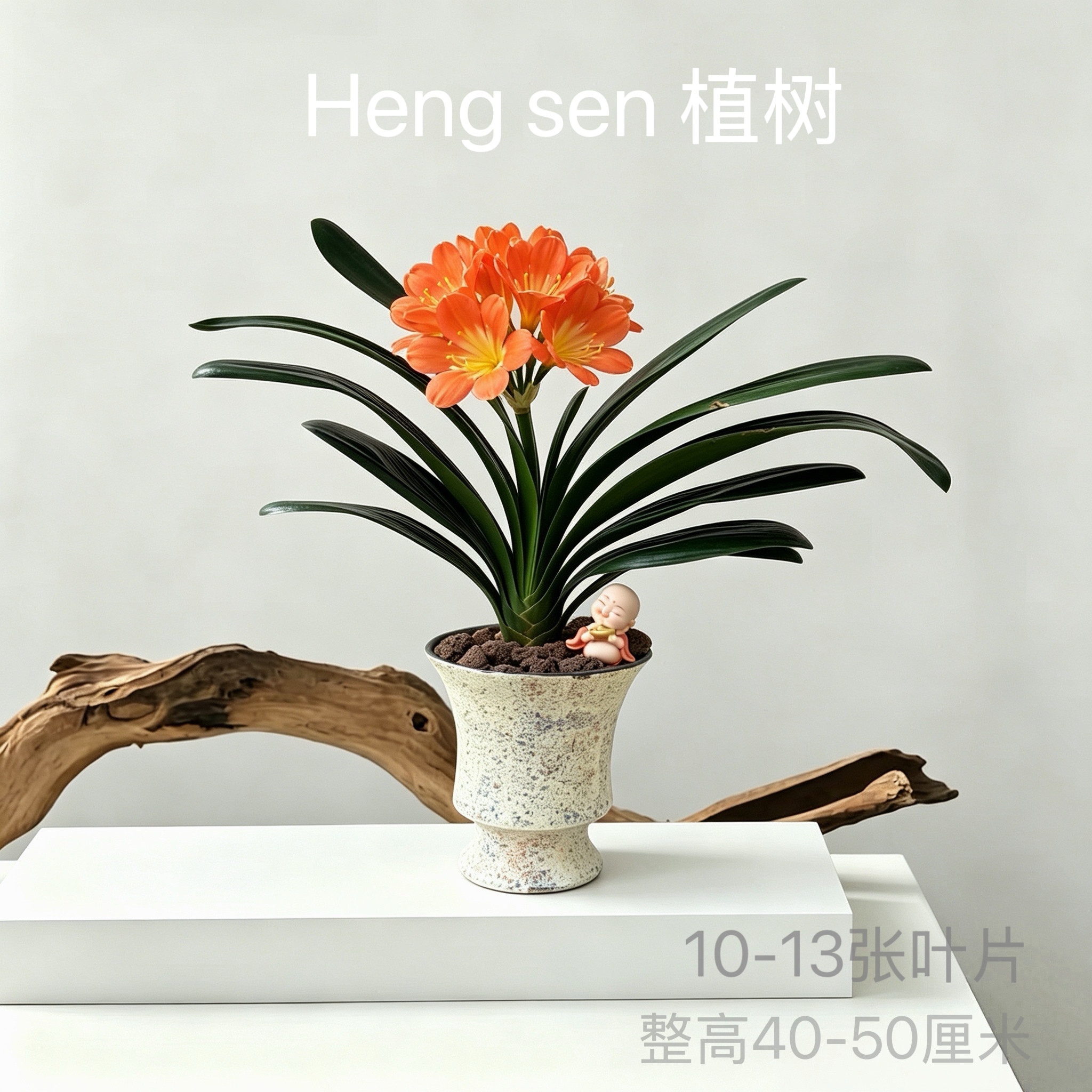 君子兰盆栽室内客厅办公室桌面绿植花卉四季好养活植物