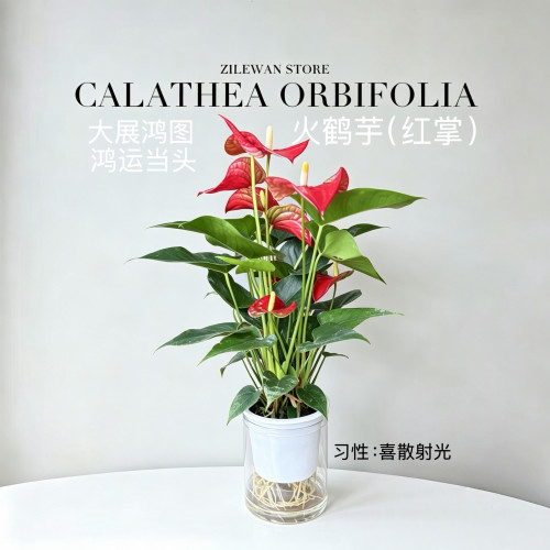 水培植物盆栽工位绿植室内客厅办公室桌面懒人花卉好养活四季常青