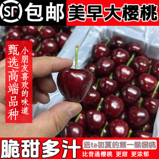 山东美早大樱桃蜜甜烟台脆甜红樱桃国产露天红色车厘子顺丰空运