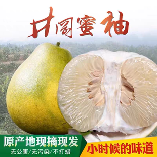 江西吉水白水井冈蜜柚金沙柚青皮小柚子多汁新鲜水果现摘现发包邮