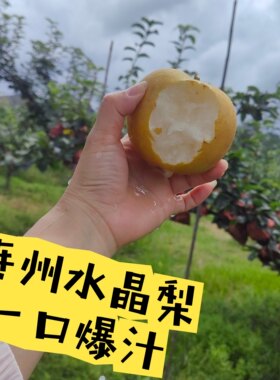 连州水晶梨谭岭水晶梨翠冠梨新鲜现摘广东当季时令水果