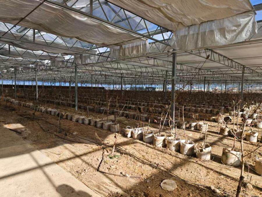 4月6日迪庆示范园中的生产性生物资产、固定资产网络拍卖公告