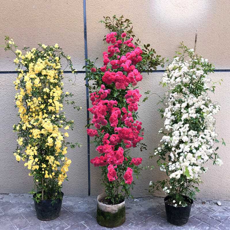 木香花苗爬藤红木香四季开花黄木香盆栽地栽阳台庭院观赏浓香花卉图片