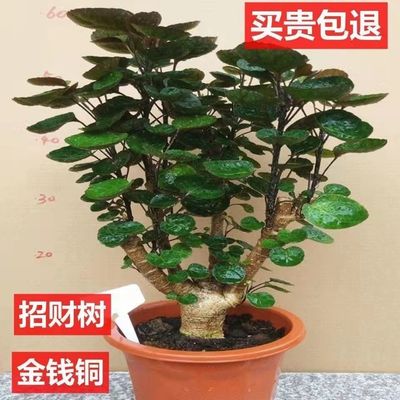 金钱兜盆栽招财植物钱多多福禄桐办公室桌面绿植室内客厅四季常青