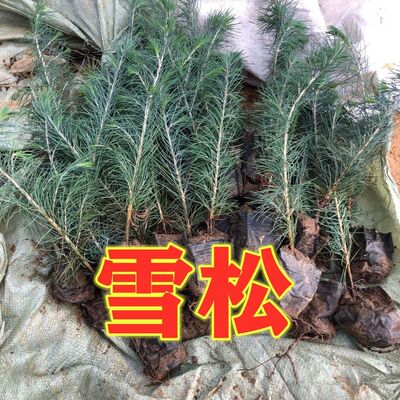 批发耐寒雪松苗 雪松树苗 雪松小苗原盆原土发货四季常青绿化苗