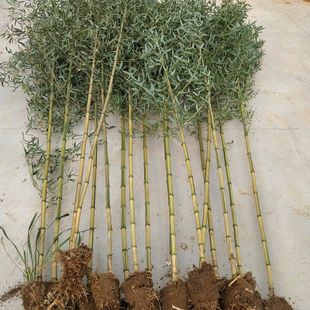 园林绿化苗竹苗四季常青竹子苗黄金竹苗庭院种植青竹黄金镶玉竹苗