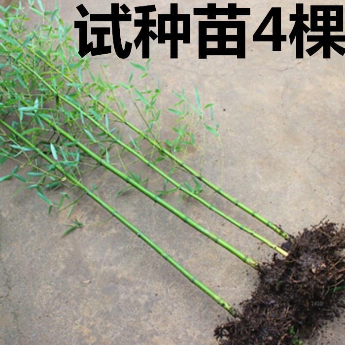 竹子黄金竹繁殖快四季常青多年生