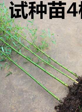 竹子黄金竹繁殖快四季常青多年生