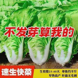 20天速生四季奶油小白菜易种耐寒耐热快菜种子小青菜阳台庭院都可