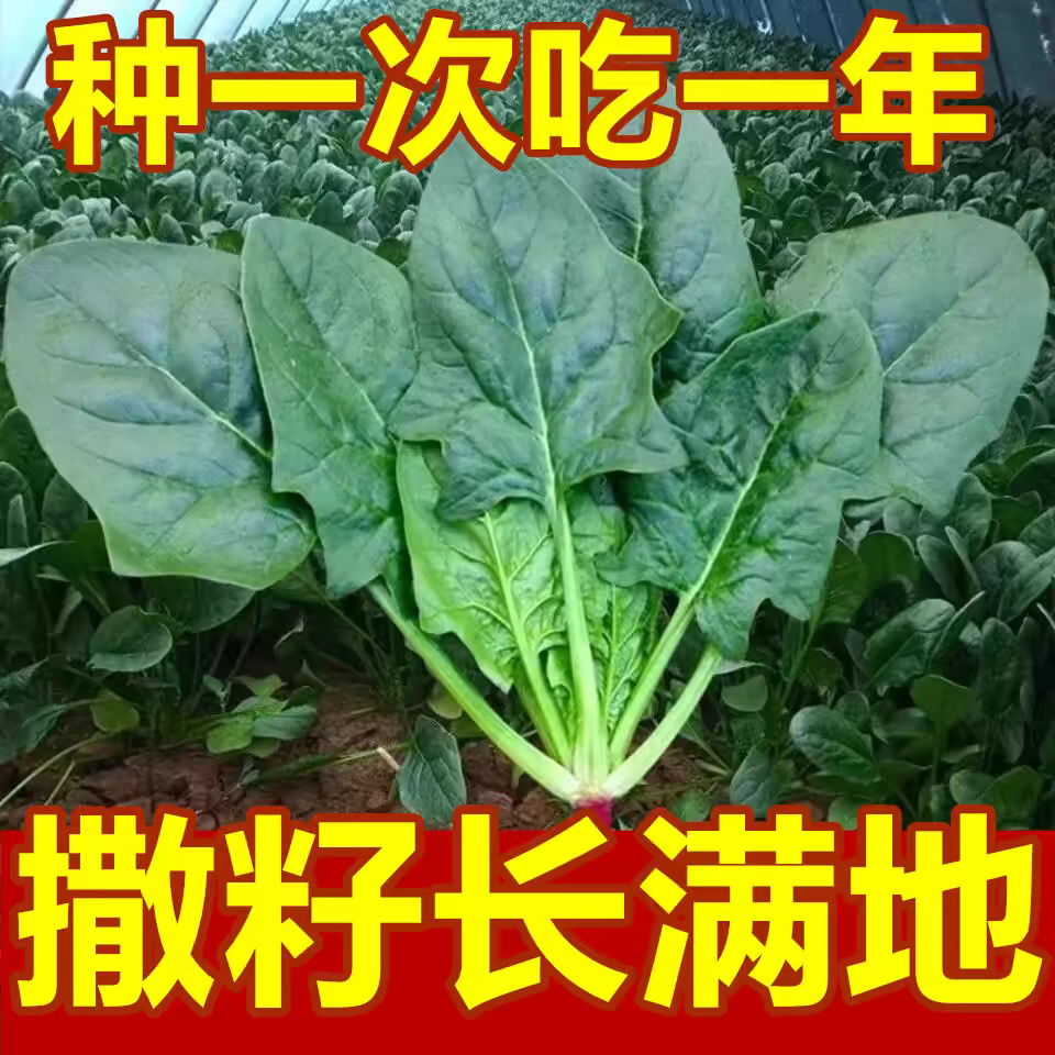 【今年新种】大叶菠菜种子四季可种原生态菠菜种抗病耐寒耐热蔬菜