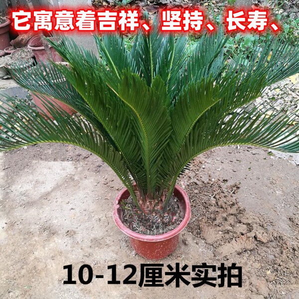 铁树小叶苏铁子母铁绿植净化空气铁树盆景办公室阳台摆件