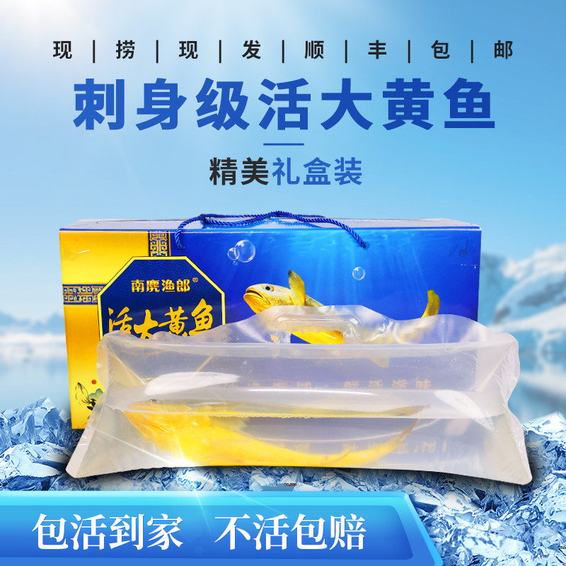 活鲜黄花鱼生鲜水产现捕新鲜大黄鱼温州特产刺身级送礼鲜活大黄鱼