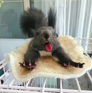 魔王幼崽小合格30天左右