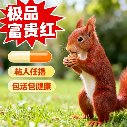 富贵红红腹幼崽 人工养殖活体宠物稀有亲人温顺异宠包活