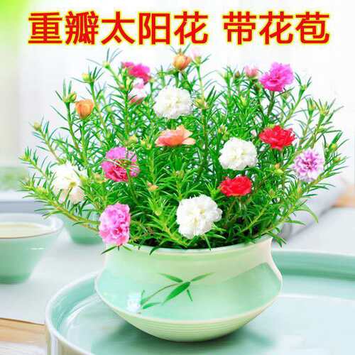 重瓣太阳花盆栽苗带花苞带根花苗四季开花室内外庭院阳台观赏花卉