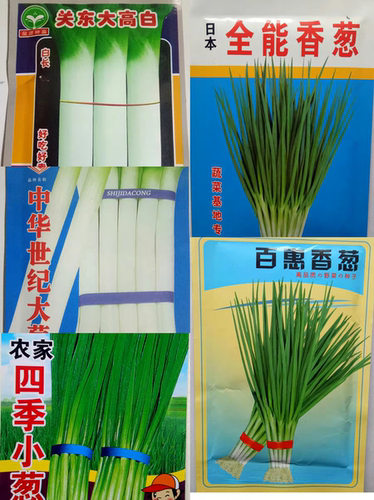 世纪四季章丘中华大葱百惠