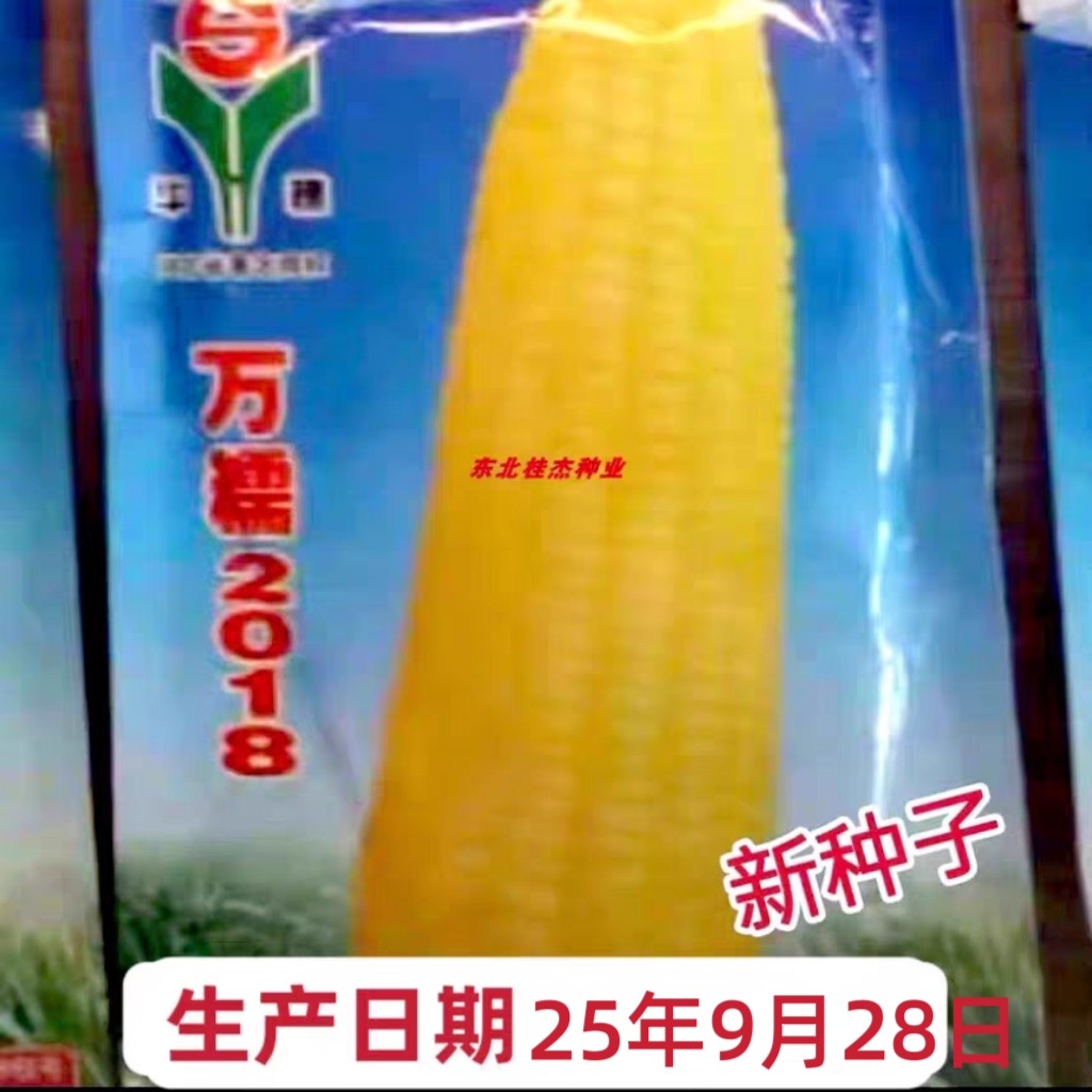 东北黄粘玉米种子万糯2018甜粘优质春季秋季鲜食冷冻散装