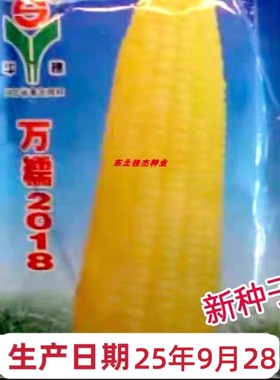 正宗黄粘玉米种子华穗万糯2018