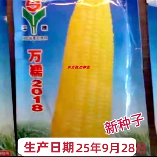 东北黄粘玉米种子万糯2018甜粘优质春季秋季鲜食冷冻散装