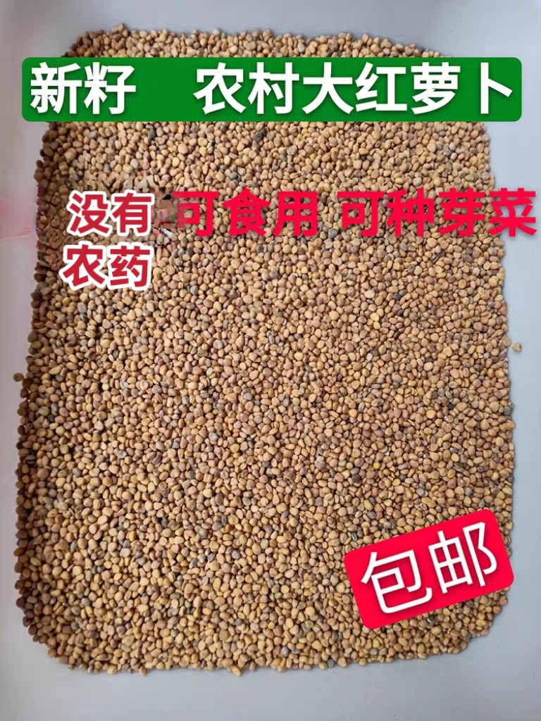 食用大红萝卜子籽芽苗菜 农家手选干净散装 包邮