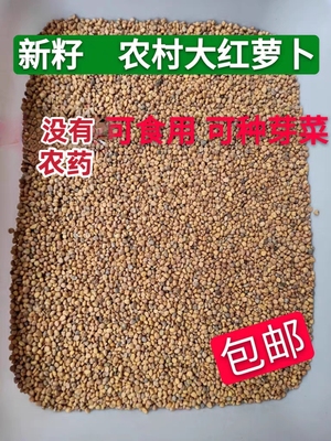 农家食用大红萝卜籽芽苗散装莱菔