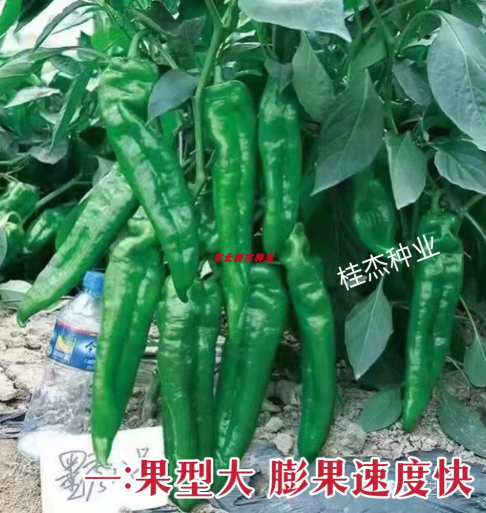 豫艺墨秀八号牛角椒种子大果高产301大泡椒耐热耐寒抗逆大棚露地